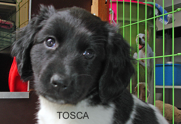 Teef B: Tosca 3870 gram